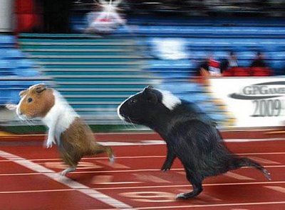 Photo of racing guinea pigs