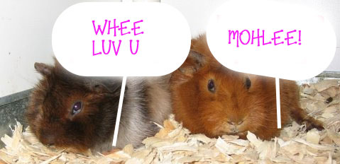 Whee Luv Mohlee, guinea pigs