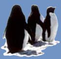 Photo of penguins